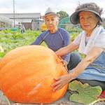 動かすのも大変!? 大きなカボチャすくすく 伊賀市・松本さんの畑