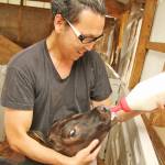 伊賀牛 地域完結の取り組み始まる 繁殖から肥育まで