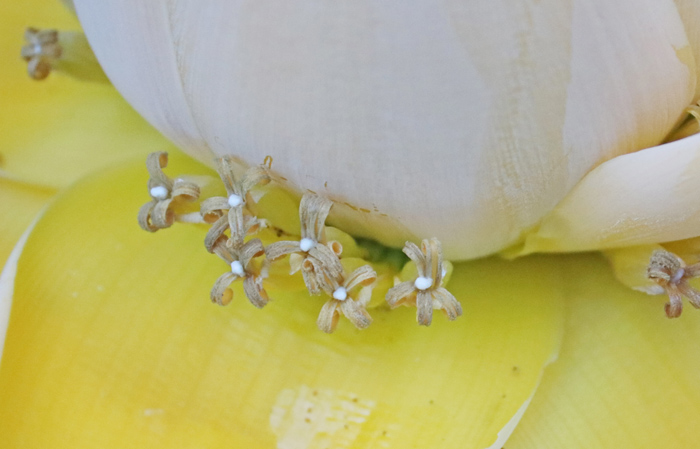 黄金色「地湧金蓮」開花 幸福招く？ 伊賀 | 【伊賀タウン情報 YOU】