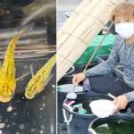 メダカ飼育に熱中 根気と愛情、オリジナル品種も 名張・杉本さん