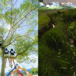 インスタフォトコン「#名張感動」 春~梅雨編の入賞決まる