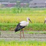 コウノトリ3兄弟飛来 「輝生・太良・けんぞう」仲良く 名張市安部田