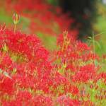 深紅に彩るヒガンバナ 土手などに群生 名張市黒田