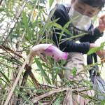 パイプみたい? ナンバンギセルがひっそり開花 伊賀市