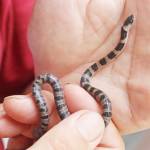 庭に「幻の蛇」 幼いシロマダラ発見 伊賀市の坂井さん