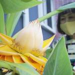 黄金色「地湧金蓮」開花 幸福招く? 伊賀