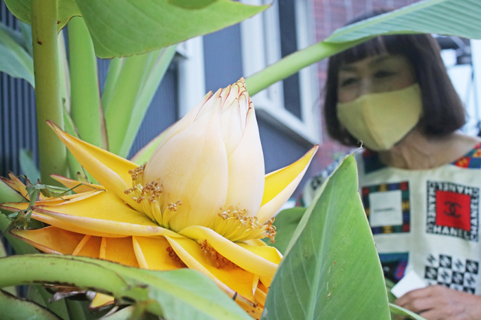 販促ワールド 【珍花】地湧金蓮 開花苗 チユウキンレン 耐寒バナナ