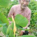 サトイモの花3年続けて 高温多湿で開花か 伊賀市治田で