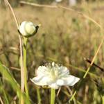 湿地に花 ウメバチソウ秋風に揺れる 上野森林公園