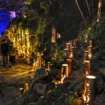 赤目四十八滝「幽玄の竹あかり」23日から 昨年よりエリア拡大