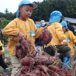 「大きく育ったよ」保育園児がサツマイモ収穫体験 伊賀市で