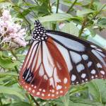 旅するチョウ・アサギマダラ 伊賀名張に飛来