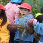 園児がサツマイモ収穫 伊賀・いなこ保育園