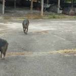 大型犬3匹出没から1か月 捕獲至らず情報なく「謎のまま」 名張