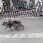 名張市安部田で徘徊の大型犬3匹 対策で保健所が捕獲器設置