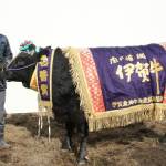 にしそわ牧場の「めいげつ6」号が名誉賞 伊賀牛共進会