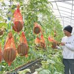 冬に甘~いスイカ 「空中栽培」で初収穫間近 名張の風農園