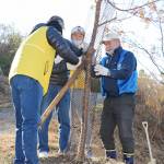 早咲きカワヅザクラ20本植樹 東山ふれあいの森を桜の名所に 名張LC