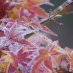 伊賀市で氷点下1・5度 今季初の冬日観測 紅葉も白く