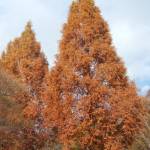 メタセコイア 紅葉進む 伊賀・モクモク手づくりファーム