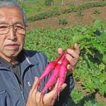 大和野菜の赤カブ「片平あかね」販売会 23日に奈良・山添村で