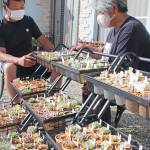 可愛い多肉植物たち 愛情込め育てる 伊賀・濱田さん