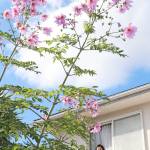 「皇帝ダリア」堂々7メートル超え 名張の佐々木さん方