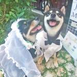 黒柴犬の“夫婦生活”温かく見守る 2年前には“結婚式” 名張市