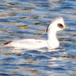 パンダ顔の渡り鳥「ミコアイサ」名張に飛来 巫女の白装束が名の由来