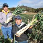 伊賀の芭蕉ねぎ 寒暖差生かし生産 ブランド化へ