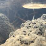 冬の水辺につぶつぶゼリー!? ニホンアカガエル産卵 三重県上野森林公園で