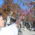 春の訪れ 名張市の杉谷神社で梅開花