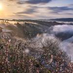 奈良・月ヶ瀬「梅まつり」13日から 国名勝指定100周年