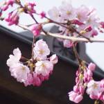 名張藤堂家邸のヤマザクラが開花 市立図書館では「桜マップ」企画