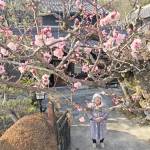 皮1枚で命つなぐ“100年紅梅”今年も 名張の吉本さん方