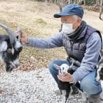 トカラヤギ3匹と暮らす 名張の小野さん お産も介助