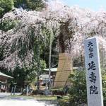 延寿院のシダレザクラ見頃 夜にライトアップも 名張市