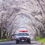 春の交通安全運動始まる 15日まで 名張の桜のトンネルもパトロール