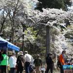 青空の下楽しむ桜 伊賀・山添で花見イベント
