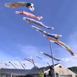 こいのぼり大空を悠々と 住民提供30匹 名張・百合が丘