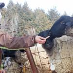 大和羊 生産拡大・ブランド化へ 山添村「羊まるごとプロジェクト」