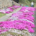 満開のシバザクラ 門先数十メートル彩る 伊賀市の安永さん