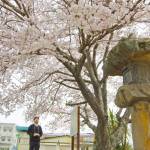 春色に染まる伊賀・名張 桜の名所ずらり 周辺も