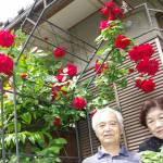 庭彩る20種のバラ 名張の野中さん