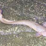 ナマズさん上流へどうぞ 名張川支流に遡上助ける簡易魚道設置