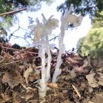 幽霊のような白い花 ギンリョウソウひっそり咲く 名張