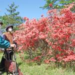 鮮やかツツジ咲く 伊賀市の余野公園で