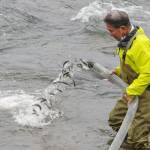 稚アユ400キロ放流 釣り6月26日解禁 名張川漁協