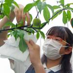 大きく甘くなってね 桃に袋掛け 名張の箕曲小
