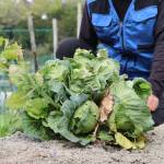 1株に十数個 名張・福谷さん育てるキャベツ